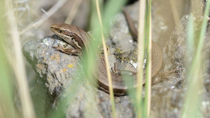 Build habitat around access to suitable temperatures