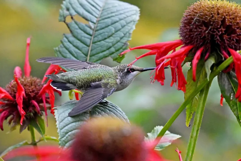 Build habitat around the bloom