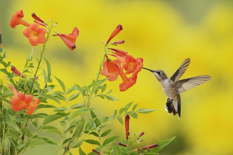 Build habitat around the feeder