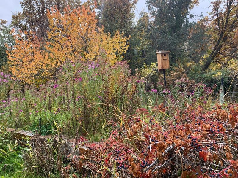 Build habitat around the shrub Build habitat around the shrub