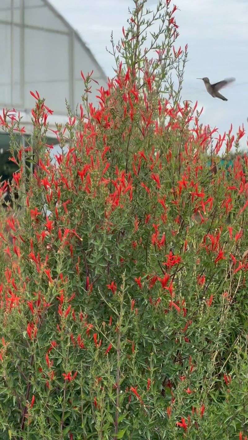 Build habitat beyond a single nectar plant