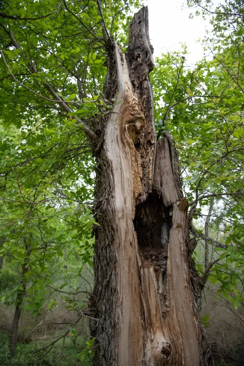 Build habitat that supports the insects bats actually use