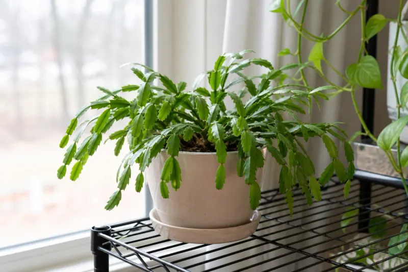 Build one stable setup for the buds you still have