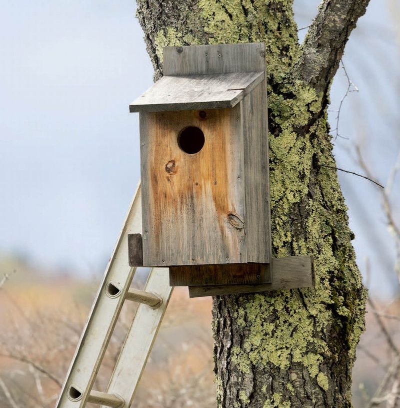 Build or buy a box suited to barn owl nesting