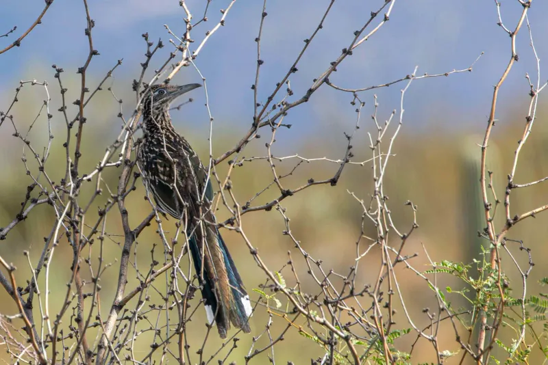 Build semi-open habitat for walking, foraging, and cover