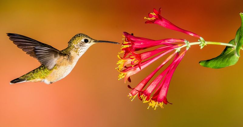 Build the broader habitat hummingbirds need