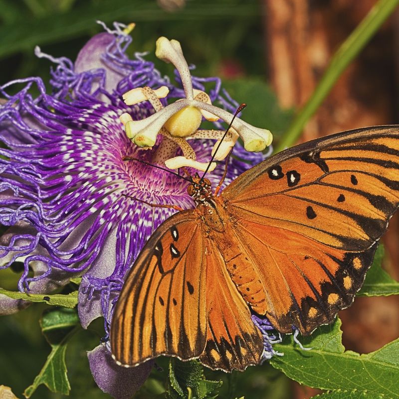 Build the butterfly planting around maypop