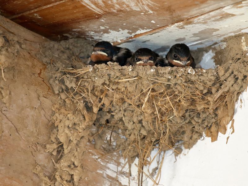 Build the habitat combination Barn Swallows actually use Build the habitat combination Barn Swallows actually use