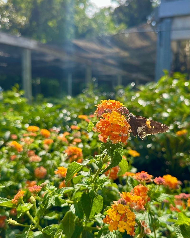 Build the long bloom season from several sound decisions