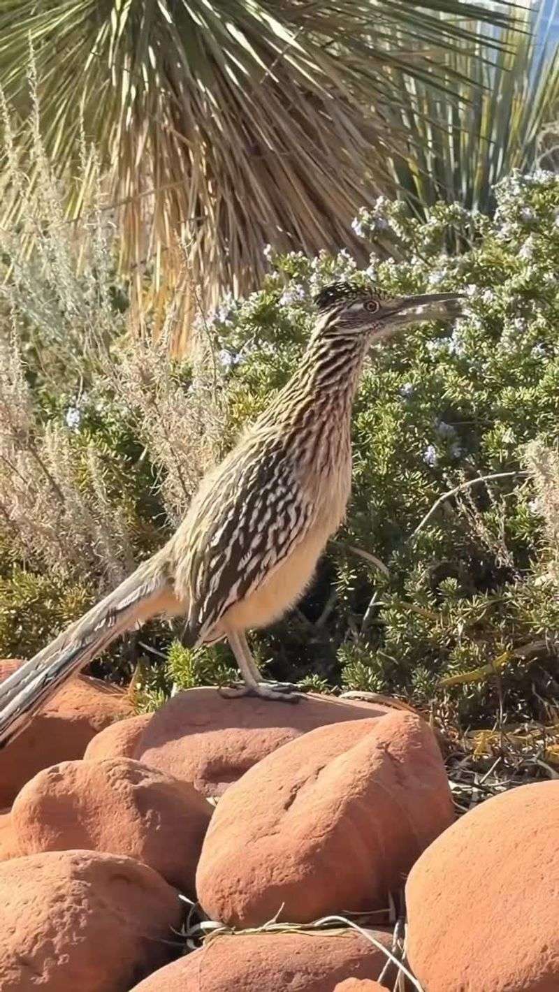Build the open-and-brushy structure roadrunners use Build the open-and-brushy structure roadrunners use