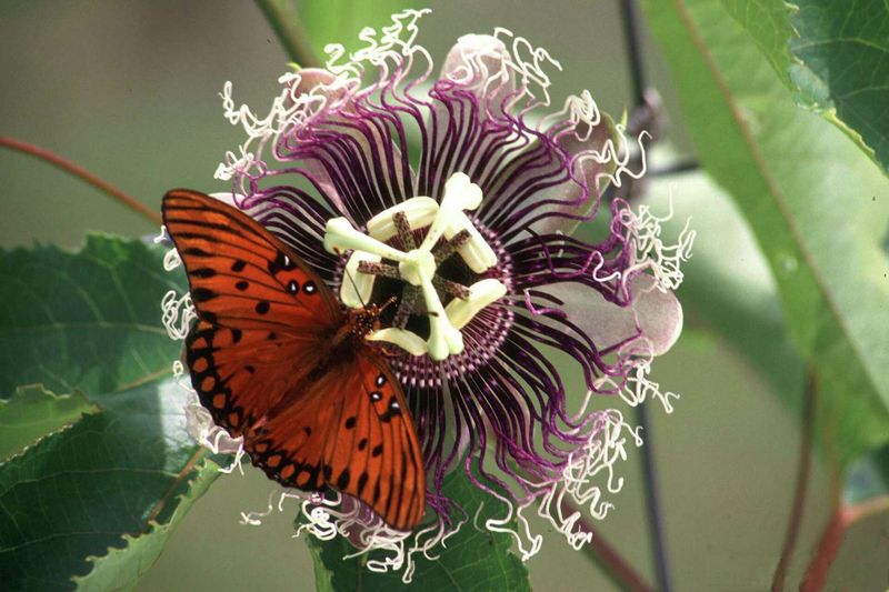 Build the rest of the butterfly habitat around the vine