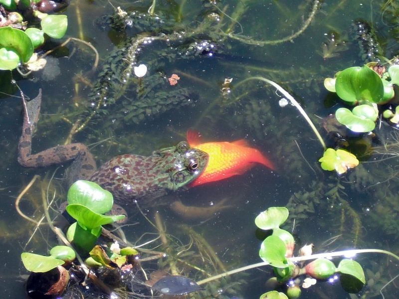 Bullfrogs and Large Fish