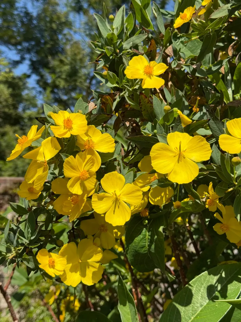 Bush Poppy (Dendromecon rigida) Bush Poppy (Dendromecon rigida)