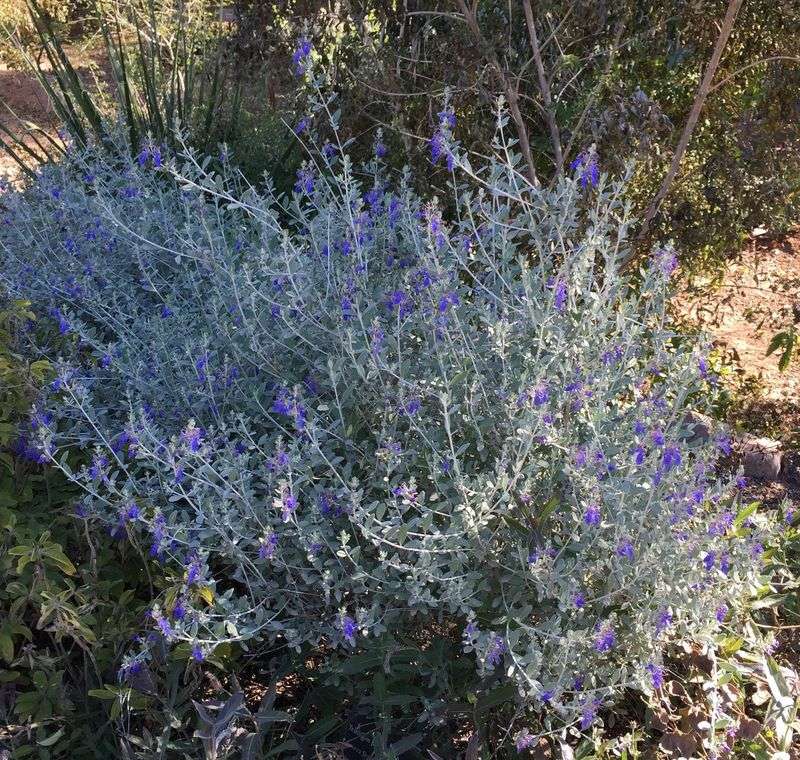 Bush germander offers an alternative—not proof of a quiet trend