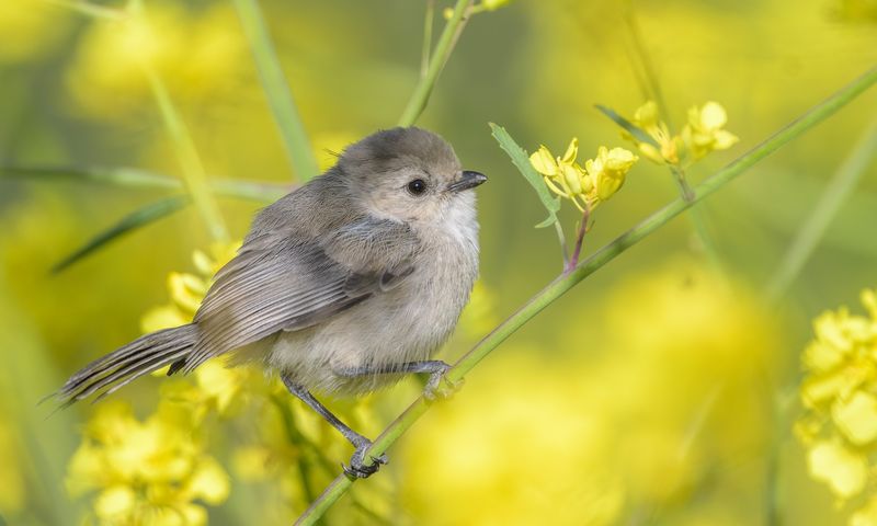 Bushtits eat aphids and scale, but they do not guarantee control Bushtits eat aphids and scale, but they do not guarantee control