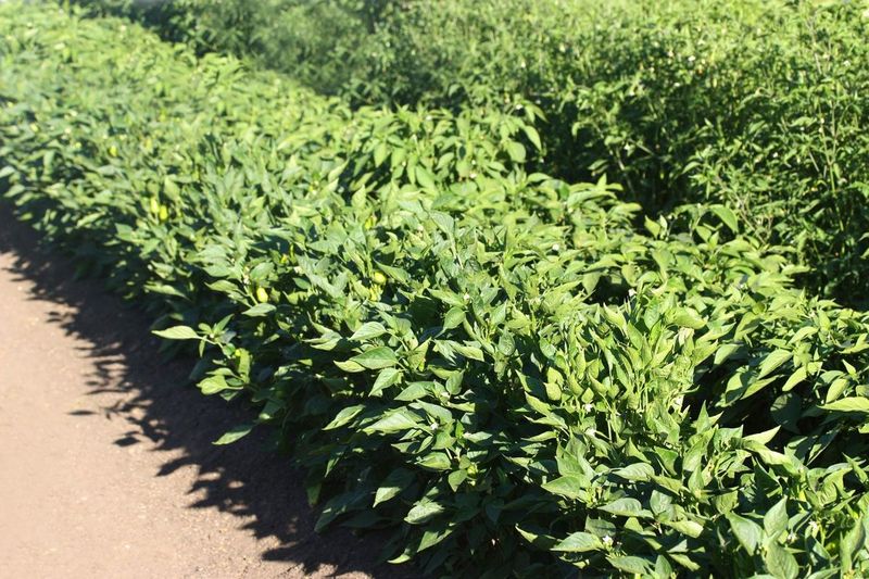 Bushy growth does not identify the cause of missing peppers