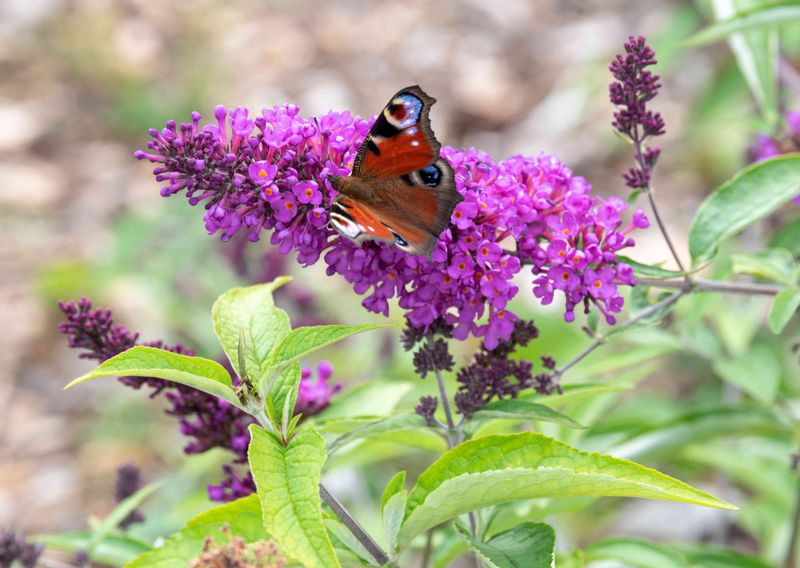 Butterfly Bush (Buddleia)