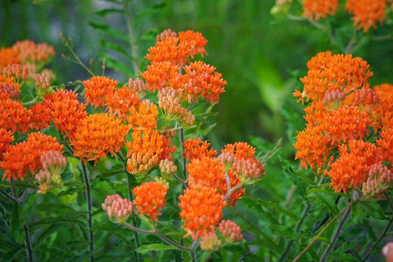 Butterfly Weed