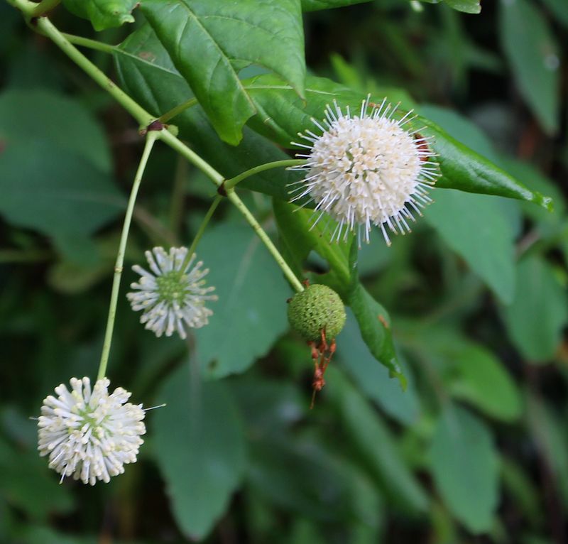 Buttonbush