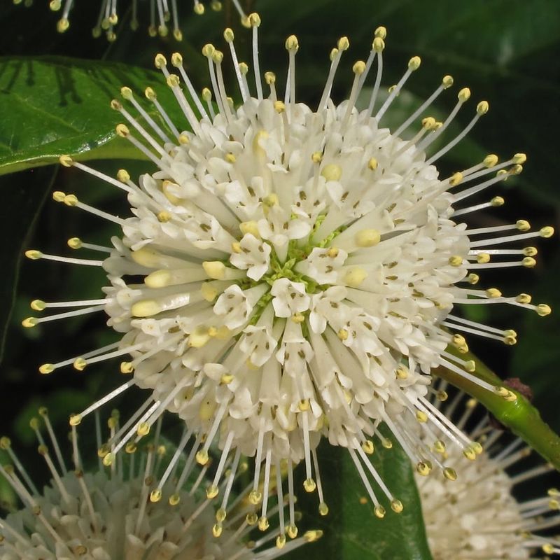 Buttonbush