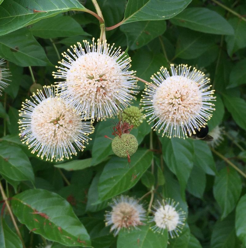 Buttonbush