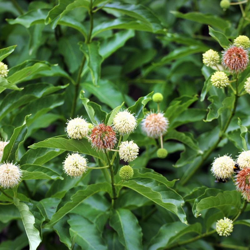 Buttonbush Buttonbush