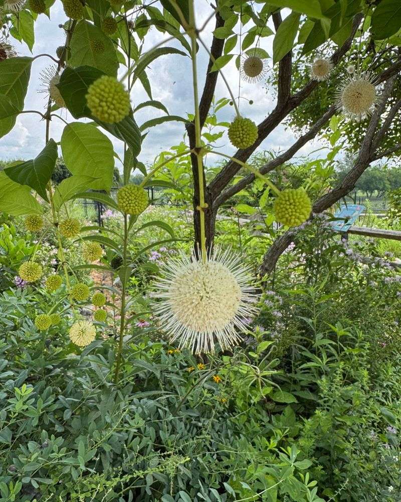Buttonbush