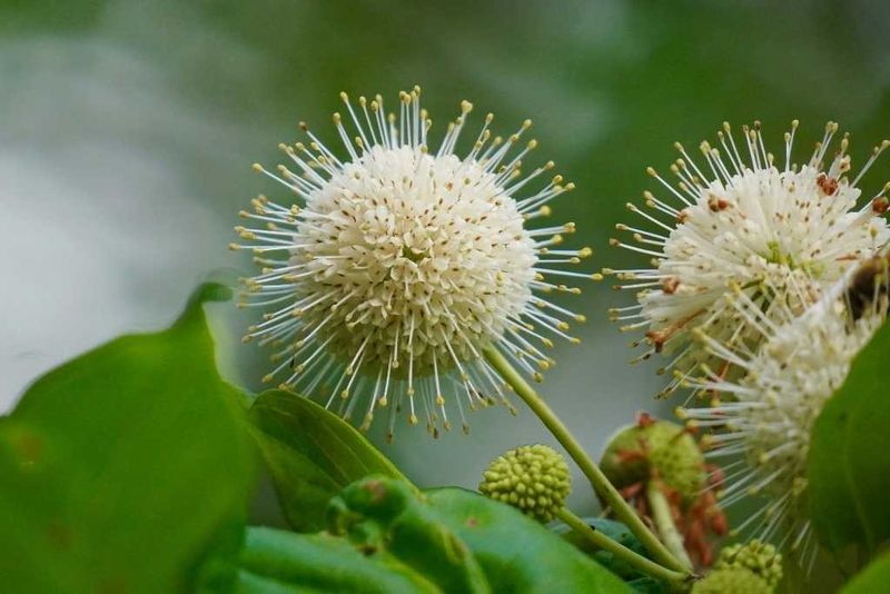 Buttonbush