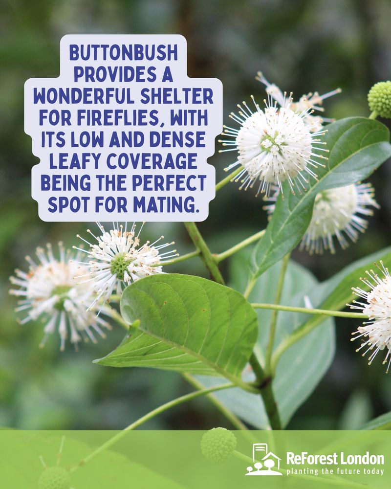 Buttonbush Buttonbush