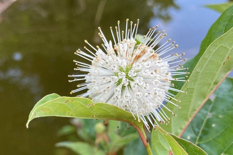 Buttonbush
