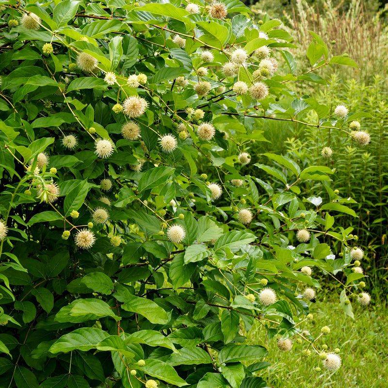 Buttonbush