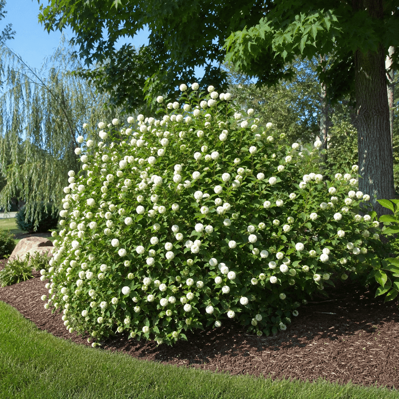 Buttonbush