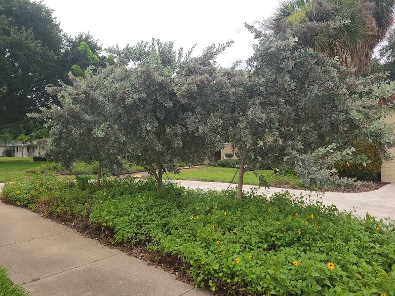 Buttonwood