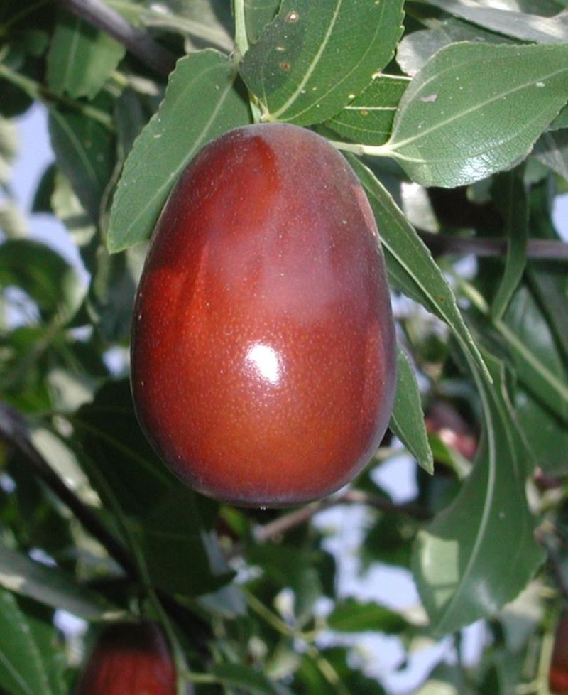 Buy a grafted ‘Li’ or ‘Lang’ and consider two cultivars