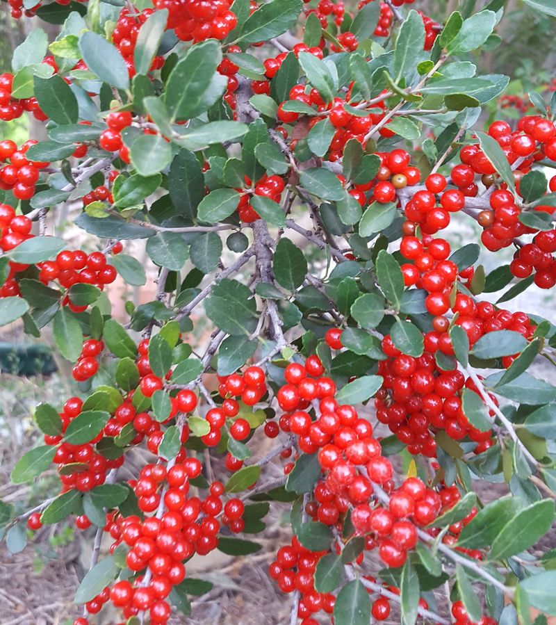 Buy for berries and match the site before planting Buy for berries and match the site before planting