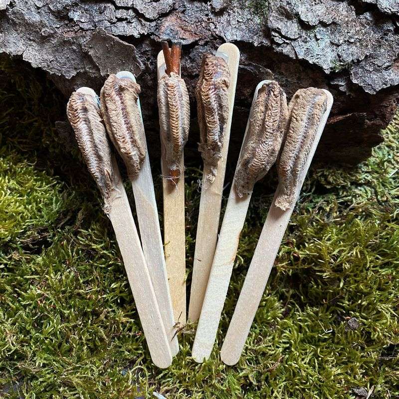 Buying egg cases is not the same as conserving wild mantises Buying egg cases is not the same as conserving wild mantises