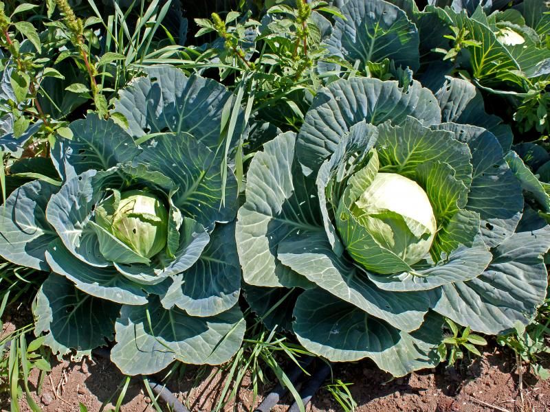 Cabbage