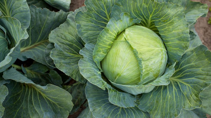 Cabbage