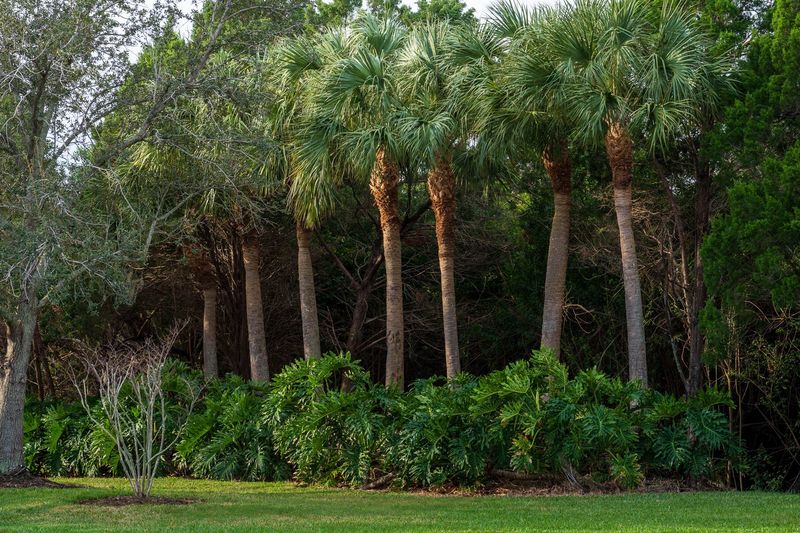 Cabbage Palm Cabbage Palm