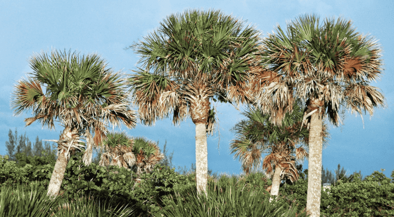 Cabbage Palm Cabbage Palm