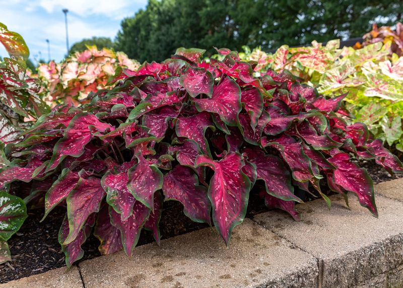 Caladium Caladium