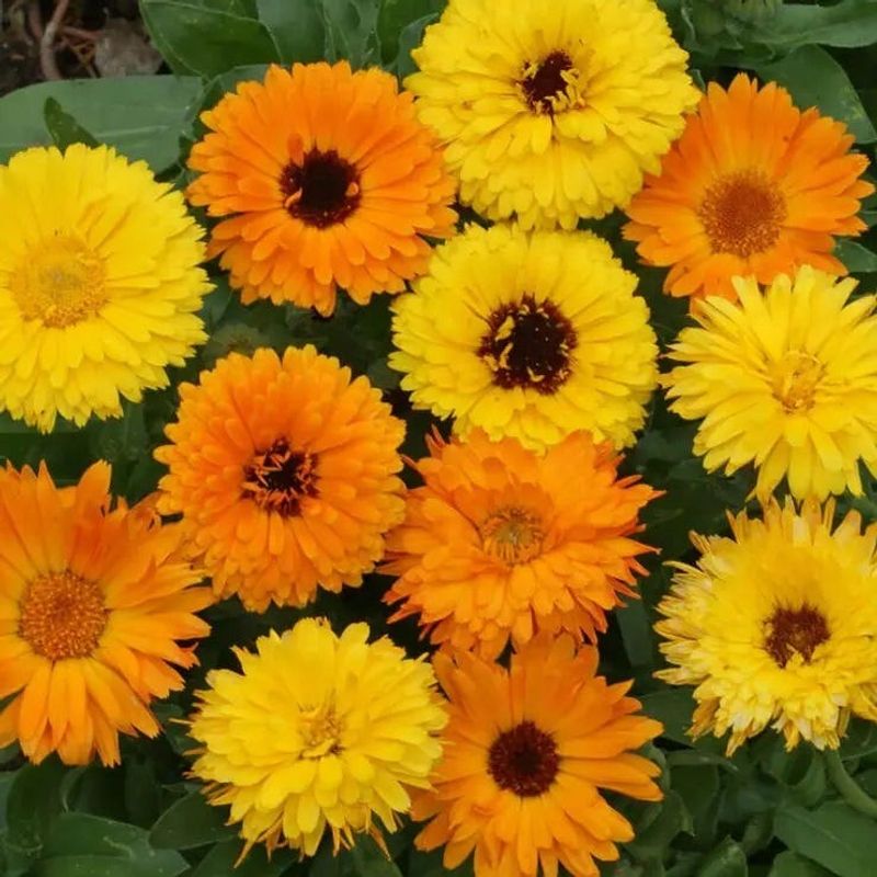 Calendula Calendula