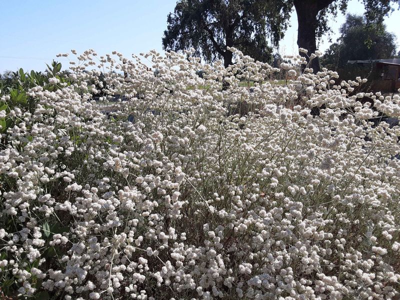 California Buckwheat (Eriogonum fasciculatum)