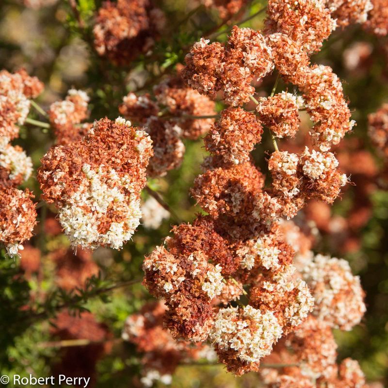 California Buckwheat (Eriogonum fasciculatum)