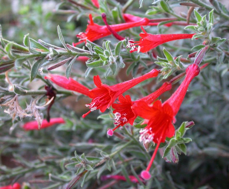 California Fuchsia (Epilobia canum)