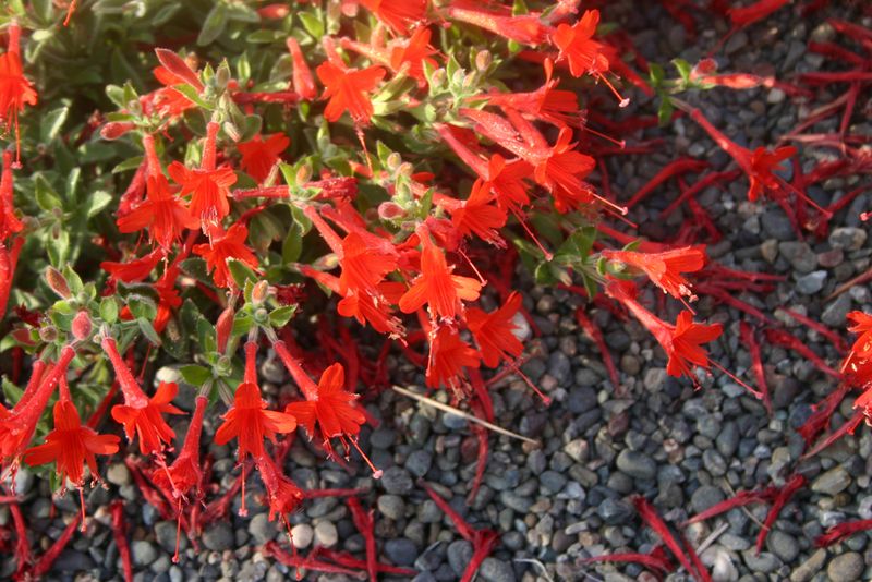 California Fuchsia (Epilobium canum)