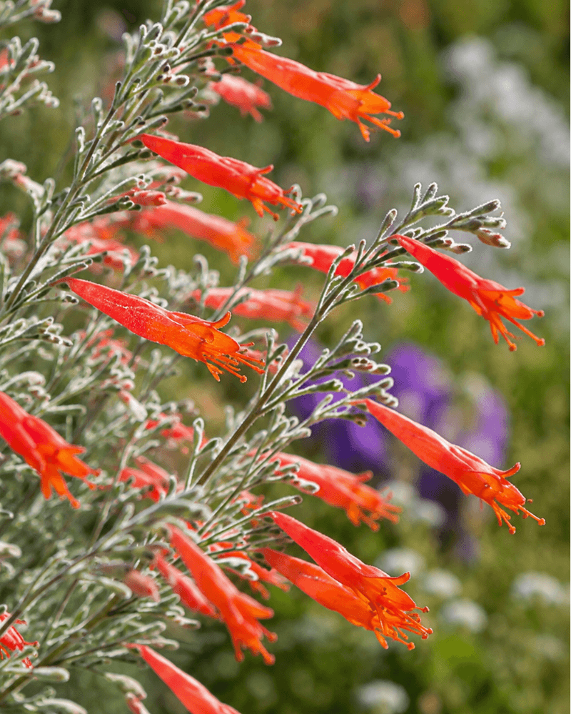 California Fuchsia (Epilobium canum) California Fuchsia (Epilobium canum)