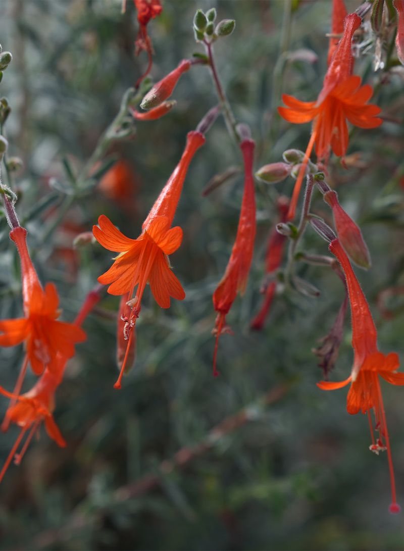 California Fuchsia (Epilobium canum)