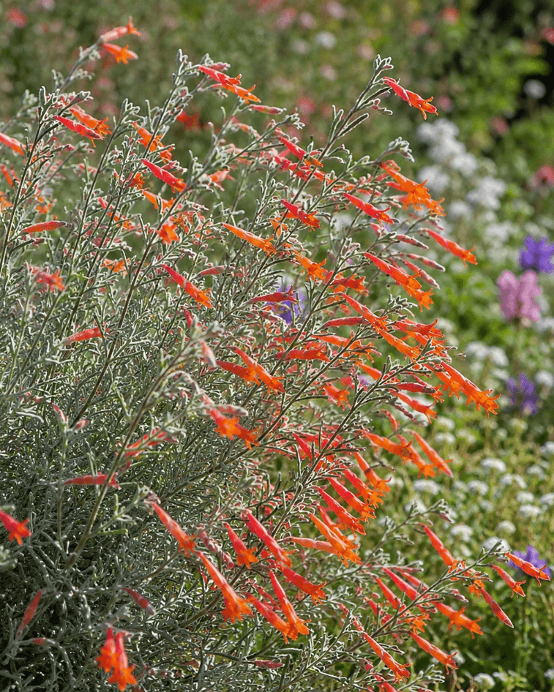 California Fuchsia (Epilobium canum)