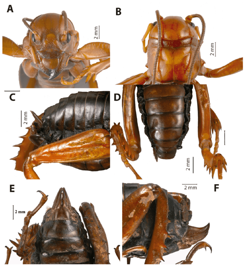 California Has Multiple Jerusalem Cricket Lineages California Has Multiple Jerusalem Cricket Lineages